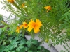 Gewurztagetes 1