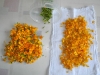 Gewurztagetes