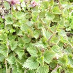 Große Brennnessel (Urtica dioica) wächst bereits