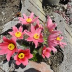 Gewöhnliche Kuhschelle (Pulsatilla vulgaris), die Blüten blühen heuer alle gleichzeitig