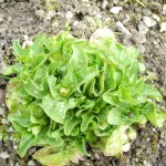 Gewöhnliche Feldsalat (Valerianella locusta), oder Vogerlsalat